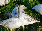 Lesser Snow Goose Geese Ducks