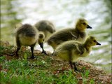 Canada Goose Geese Ducks
