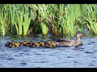 Gadwall Dabbling Ducks