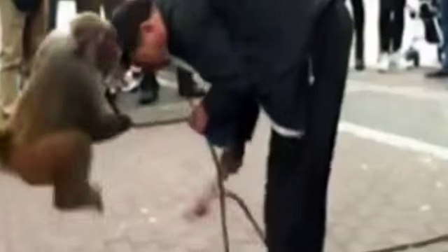 Monkey's Revenge- Cheeky primate pulls down man's pants during street performance in China