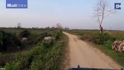 Angry rhino chases terrified man up tree to protect its baby