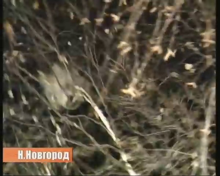 Des soldats russes abattent un arbre pour sauver un chat.. Ces russes sont formidables