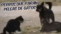 Perros evitando peleas de gatos