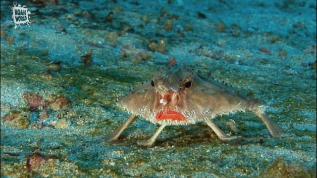 1er avril: Les poissons les plus moches du monde