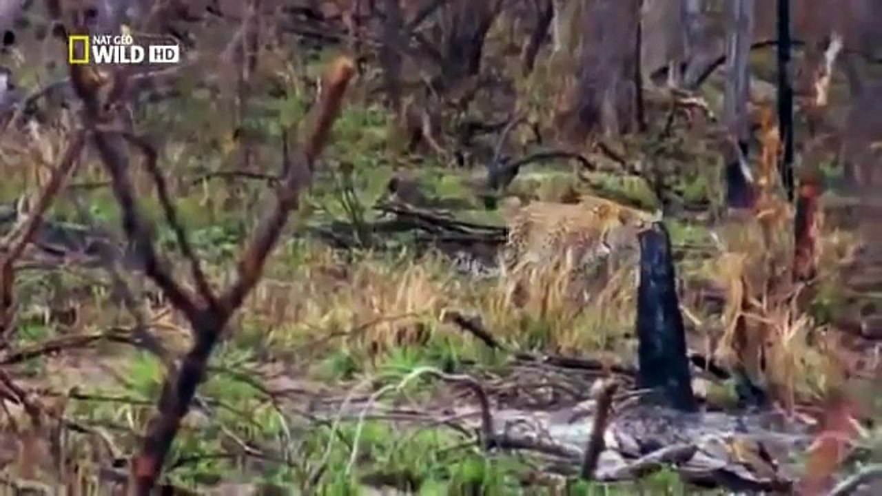 سبحان الله شاهد‬ أفعى تبتلع نمرًا بشكل مخيف بعد أن تربّصت به لعدة دقائق