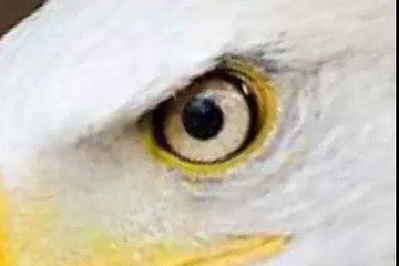 BALD BARE EAGLE PENIS