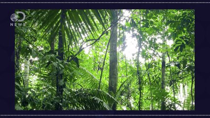 Why Do We Have Fingernails and Not Claws? #AskDNews