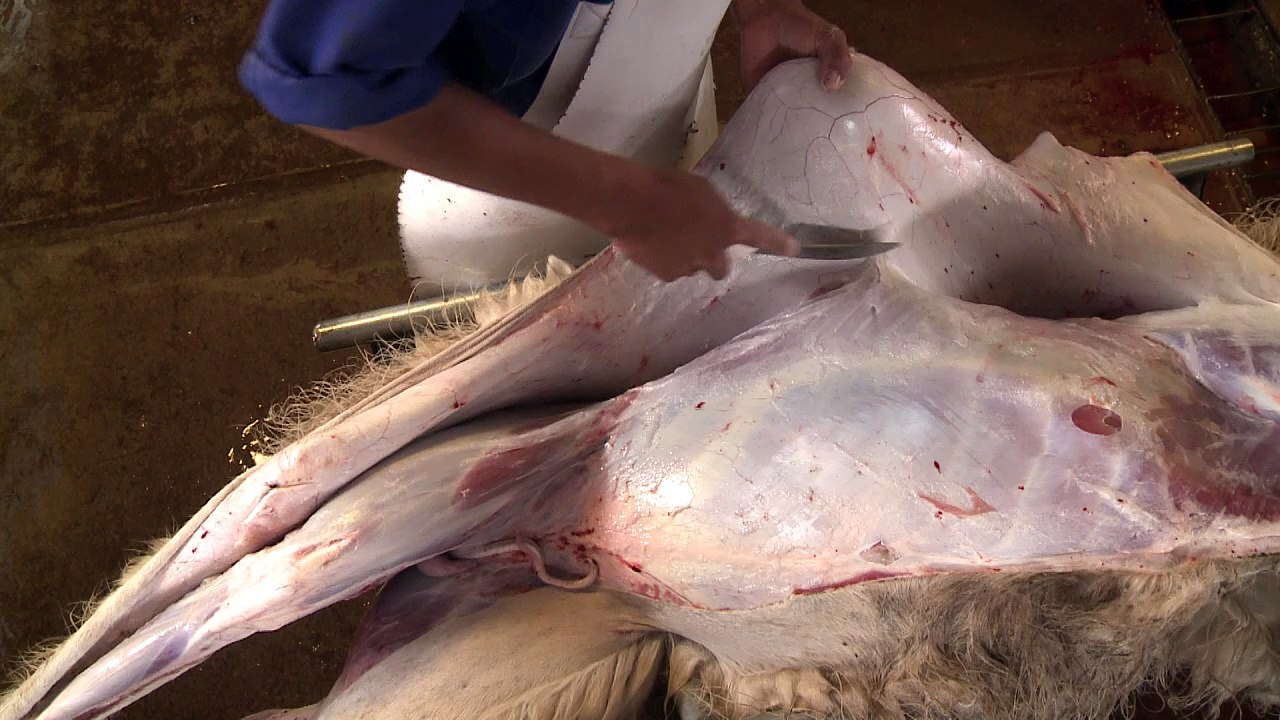 Angst vor fettem Fleisch? Essen Sie Lama!