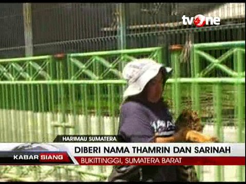 Lahir saat Bom Jakarta, Harimau Diberi Nama Sarinah-Thamrin