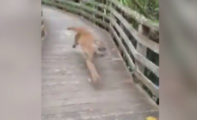 Une femme est surprise par une effrayante créature dans une réserve naturelle (vidéo)