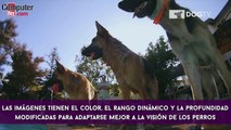 DogTV, televisión para mascotas