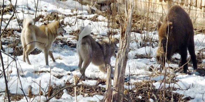Охота с лайкой на кабана в Йошкар-Оле
