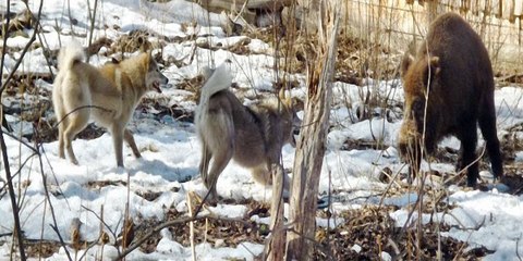 Охота с лайкой на кабана в Йошкар-Оле
