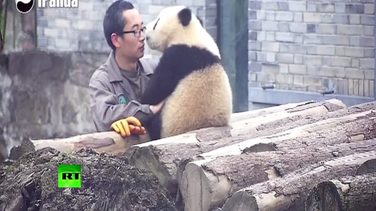 Selfie Çektirirken Türlü Türlü Pozlar Vermeye Çalışan Panda