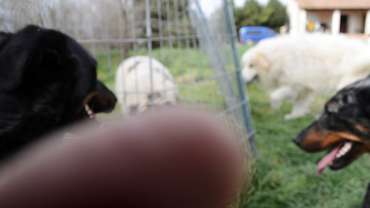 Notre "Etoile du Berger" à son arrivée parmi la meute de l'élevage de la Plaine d'Astrée, une brebis unique.