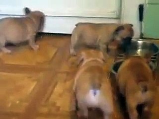 PUPPIES FR BULDOGA INTERNATIONAL CLASS