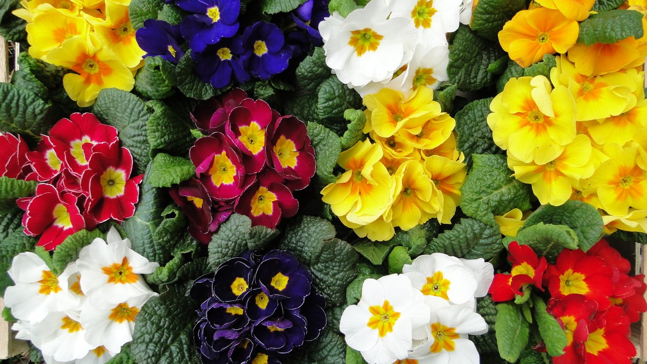 fête de printemps 2016 à Sorbiers