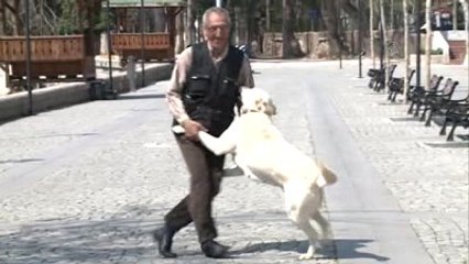 "Bulut" Köpeğin Motosiklet Tutkusu