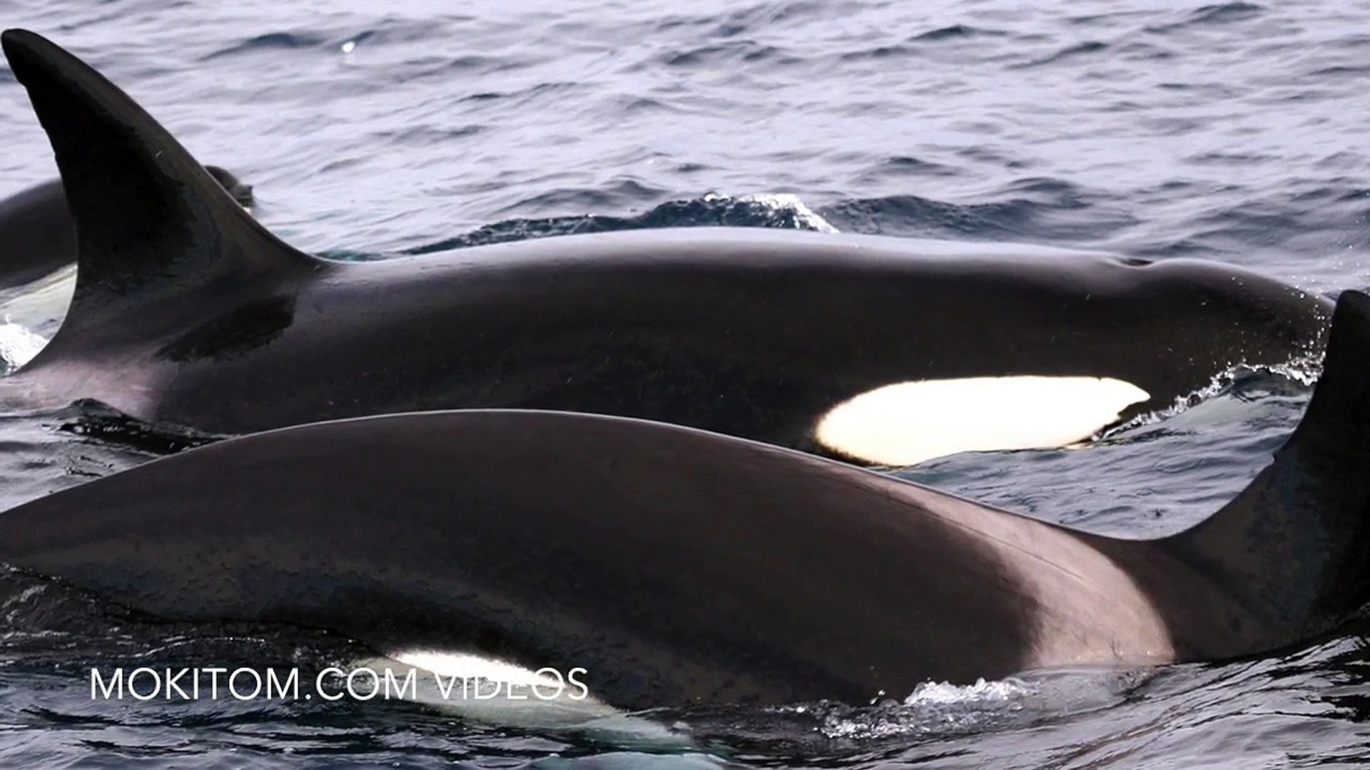 Pod of Killer Whales chase a gray whale