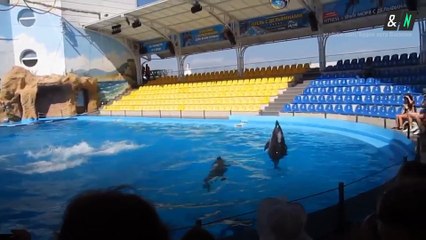 Минобороны РФ планирует приобрести пять дельфинов