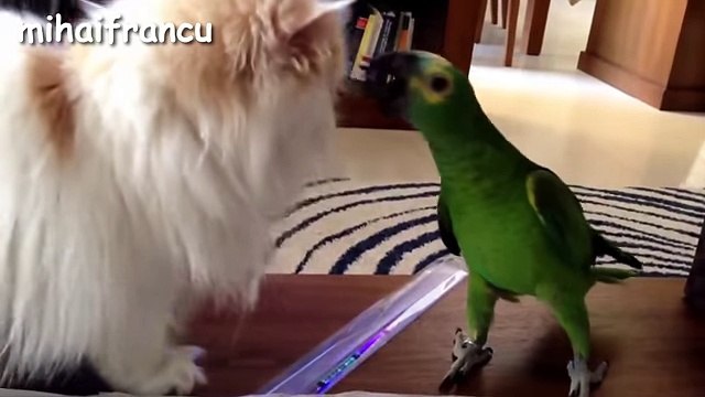 Funny Parrots Annoying Cats Compilation NEW HD - YouTube