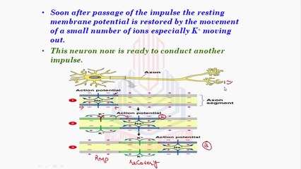 Active/Action potential & Saltatory / Jumping Impulse