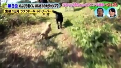 かわいい赤ちゃん大集合!どうぶつBANG  2016年4月1日　160401 PARRT 2/2