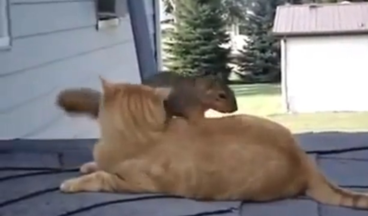 Cet écureuil veut absolument se lier d'amitié avec un chat