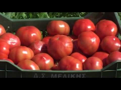 Vasili letër Ramës: “Bujqësia” pengohet nga politikat qeverisëse- Ora News- Lajmi i fundit-