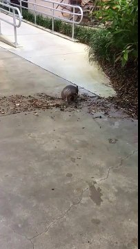 Armadillo Gathers Branches