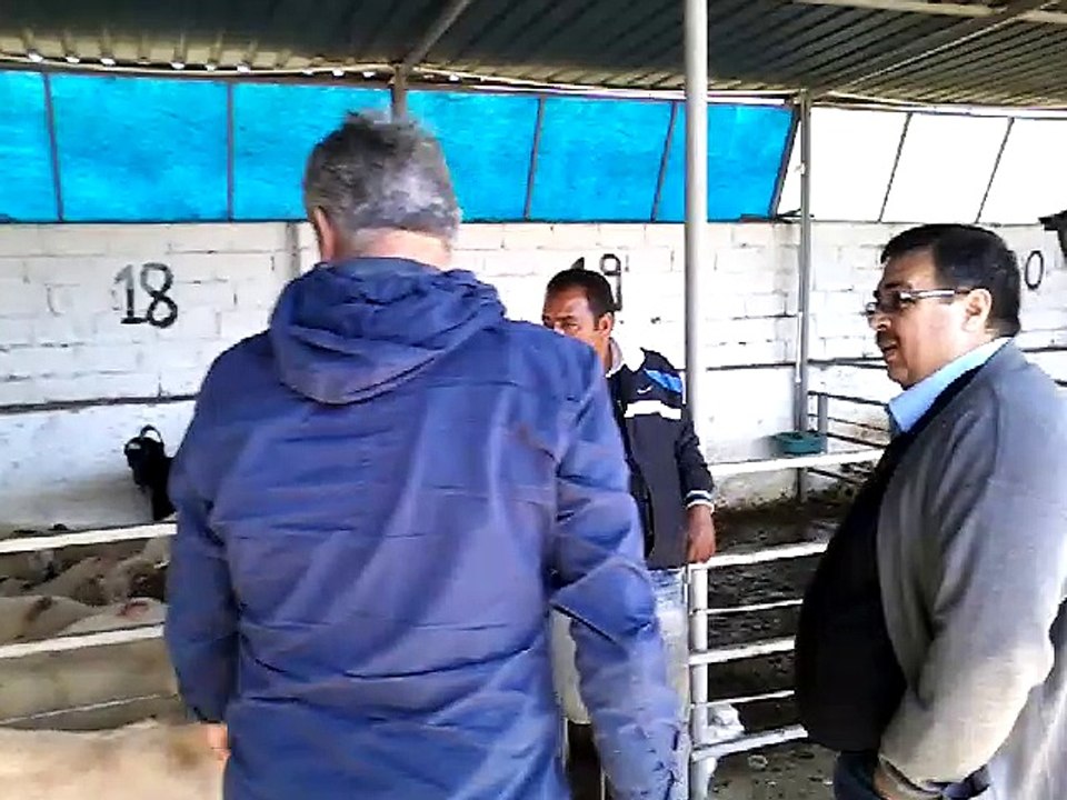Profesyonel Turist Rehberi Geziyor ve Anlatıyor- Havran Hayvan Pazarı