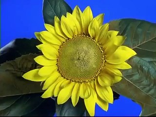 Baby Einstein Shapes Video Collection 2015 4