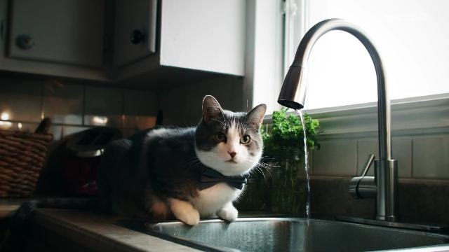 Police considers adding cats to the force after getting letter from 5-year-old