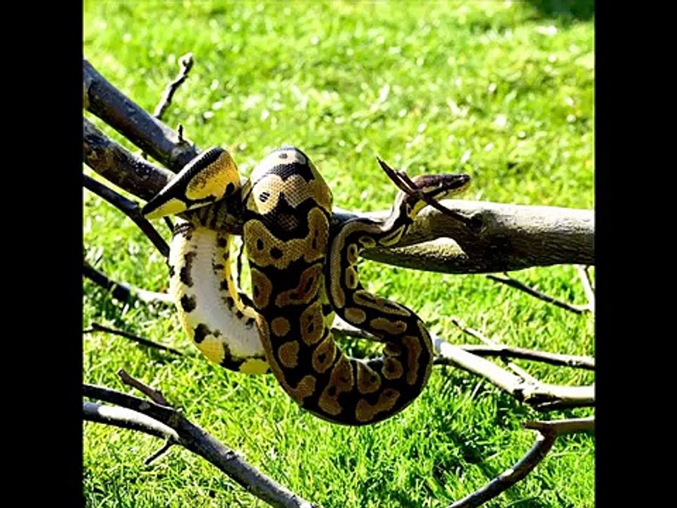 Ball Python Kingdom Of Snakes