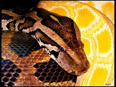 Black headed snake Kingdom Of Snakes