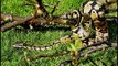 Boa constrictor Kingdom Of Snakes