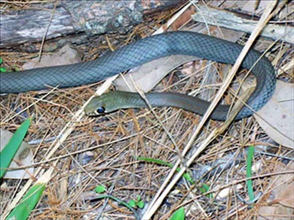 Desert death adder Kingdom Of Snakes