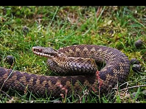 Common adder Kingdom Of Snakes