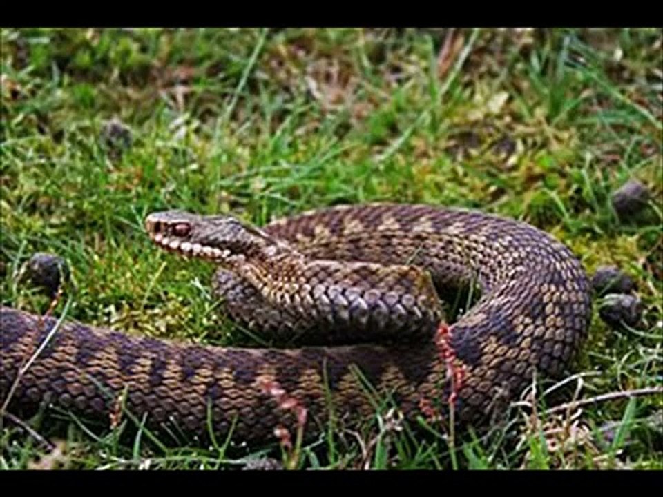 Common adder Kingdom Of Snakes