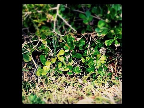 Puff adder Kingdom Of Snakes