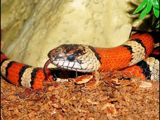 Red tailed boa Kingdom Of Snakes