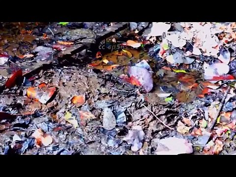 snakeBlind snake Kingdom Of Snakes