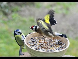 Amazing Birds Fighting