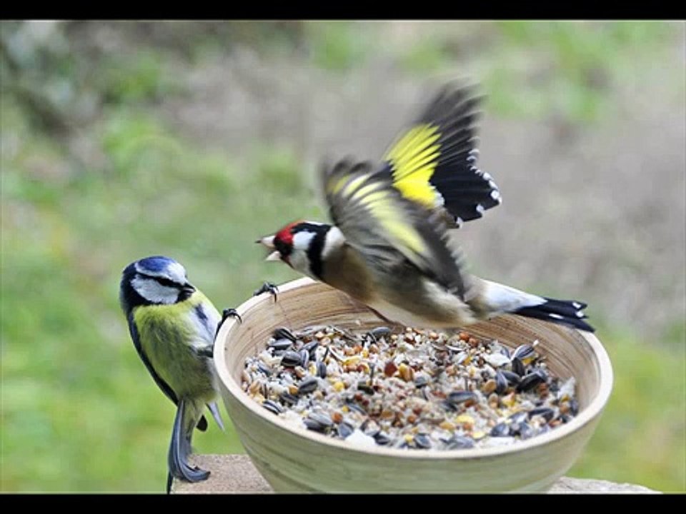 Amazing Birds Fighting