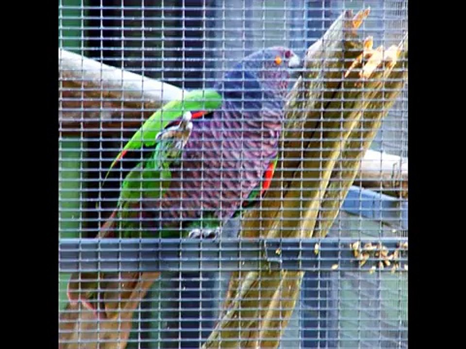 Beautiful Birds of the World_2