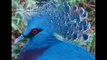 Beautiful Blue breasted quail Birds