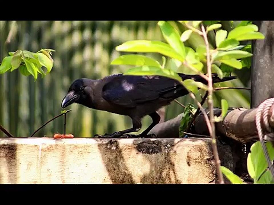 Beautiful Crow