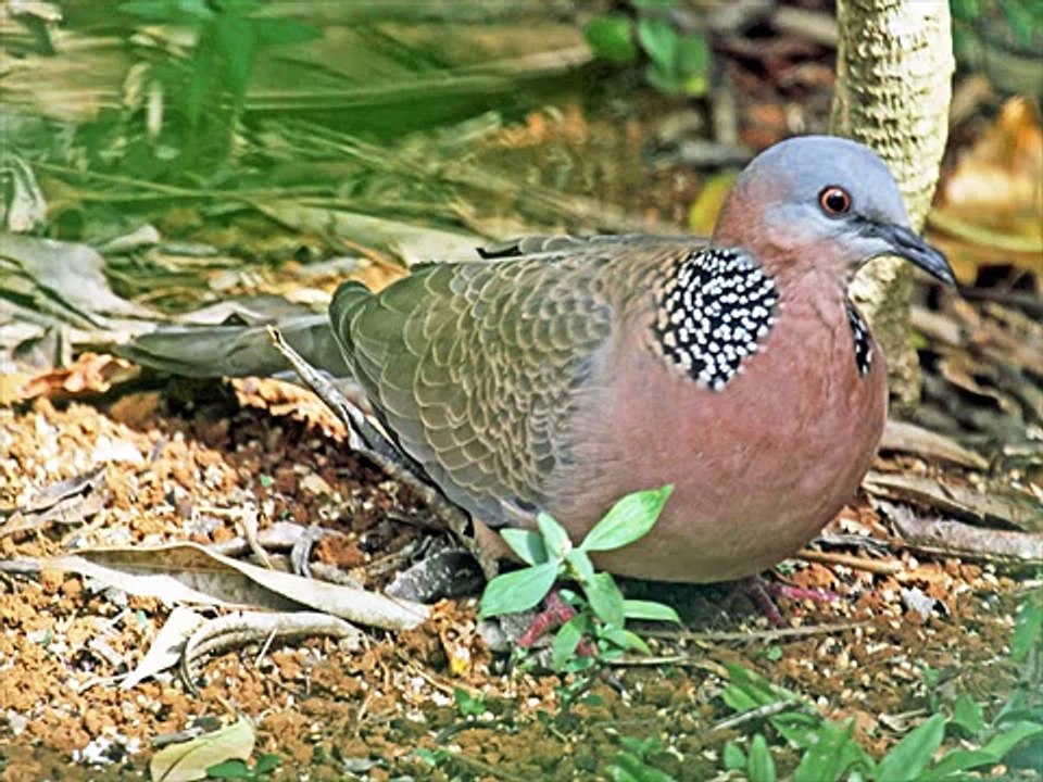 Beautiful Dove Birds