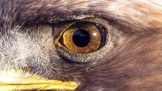 Hunter Eagle