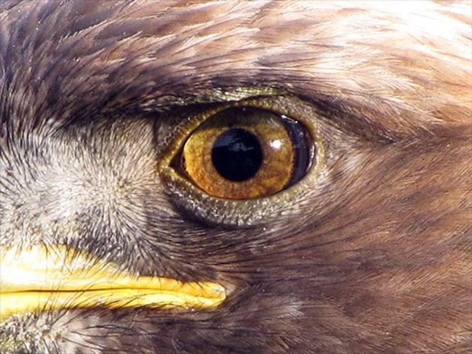 Hunter Eagle